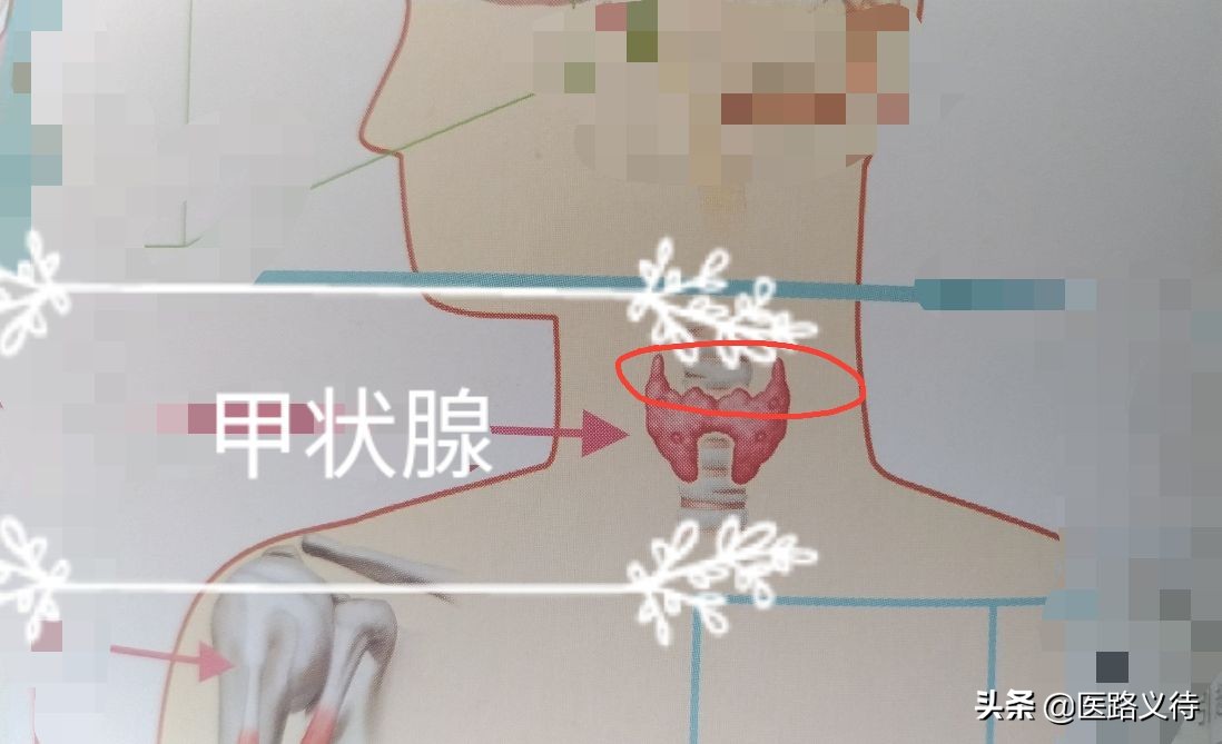 内分泌腺体的作用,内分泌有哪些重要的腺体