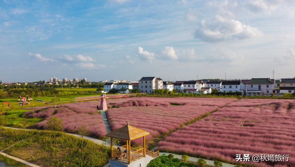 常熟粉黛花海景点,常熟市油菜花田