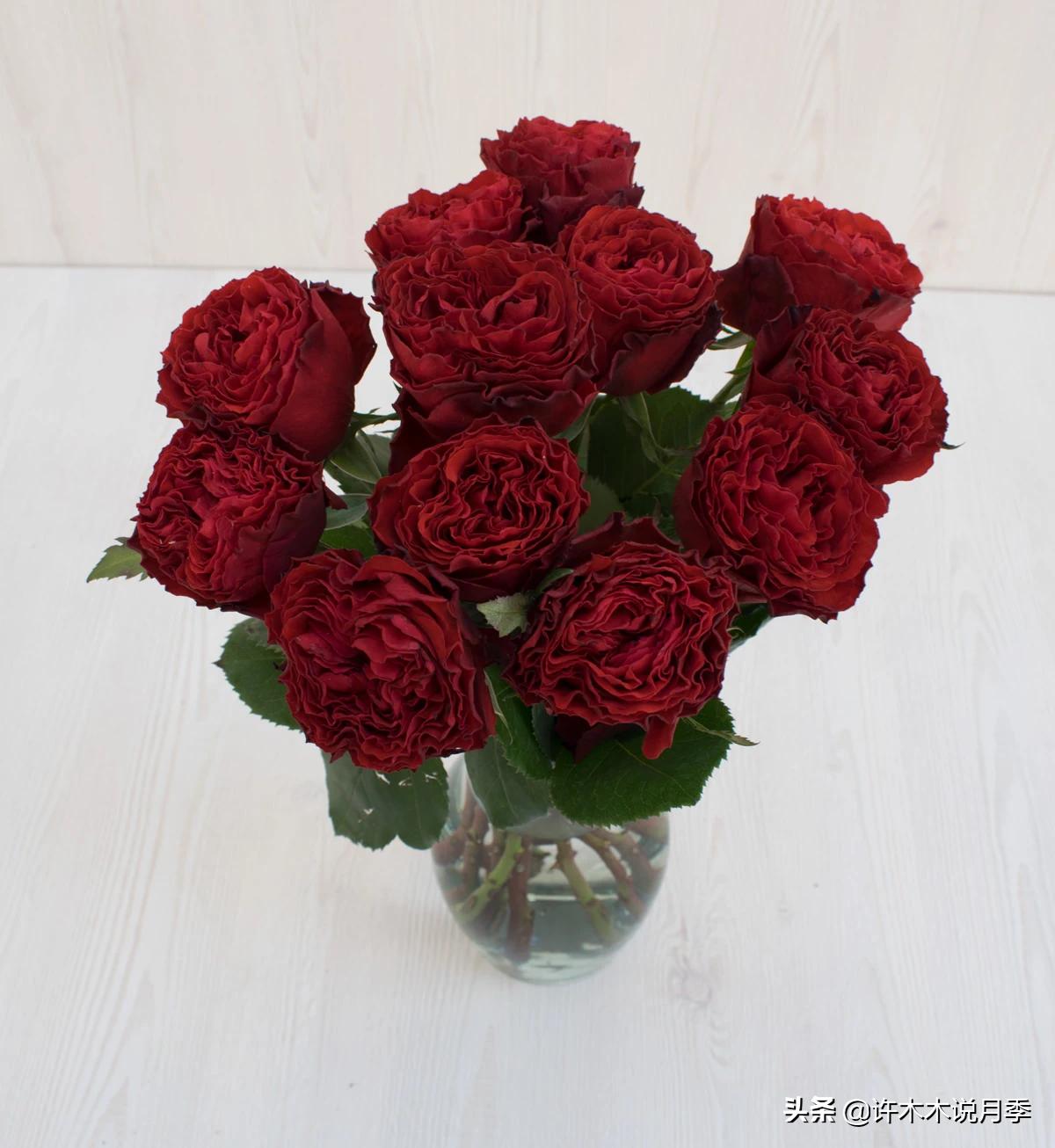 新手月季种植手册，牢记这6点，不死苗、开花多。新手收藏备用