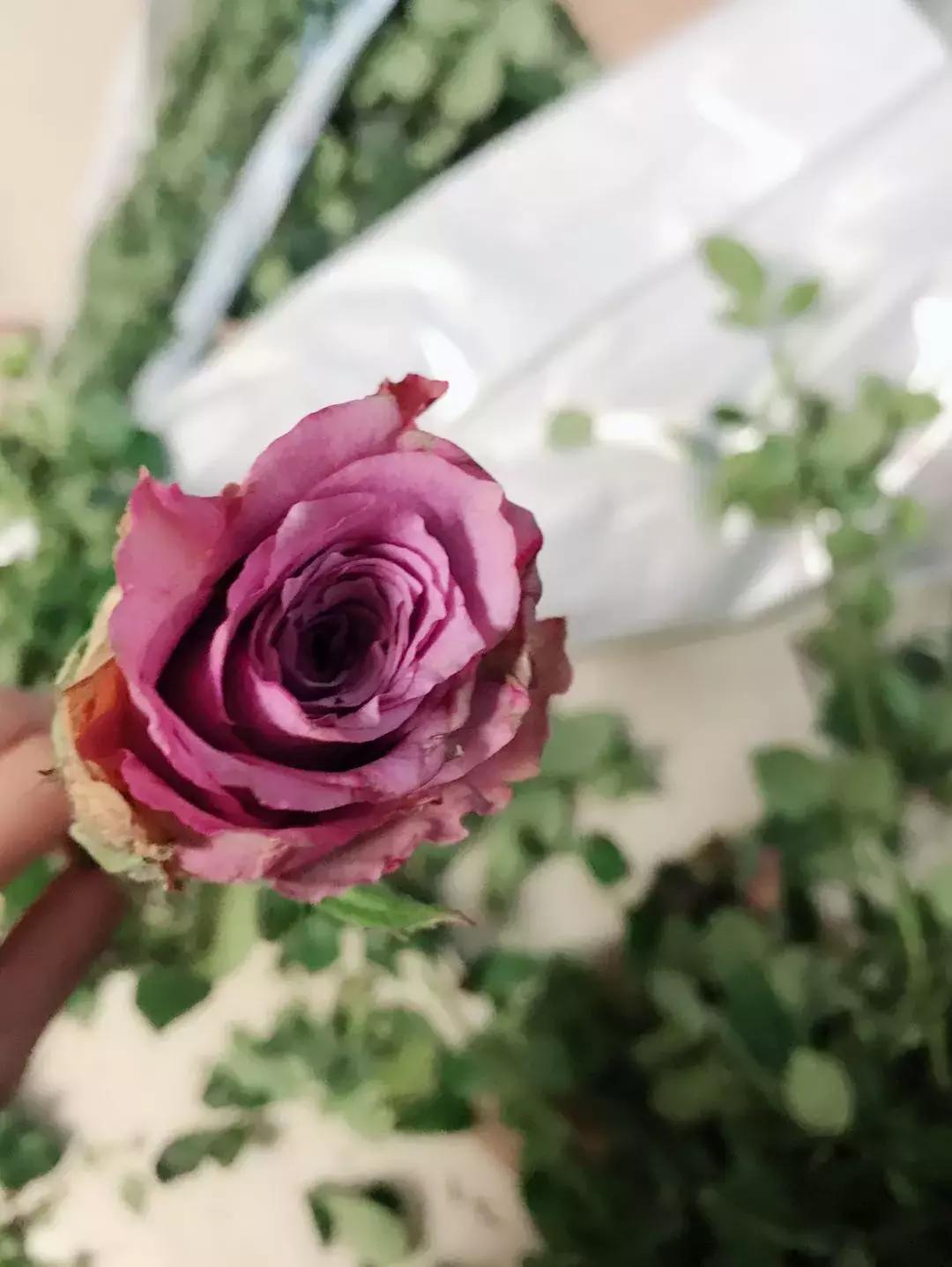 玫瑰花鲜花怎么养护,玫瑰鲜花的养护方法及注意事项