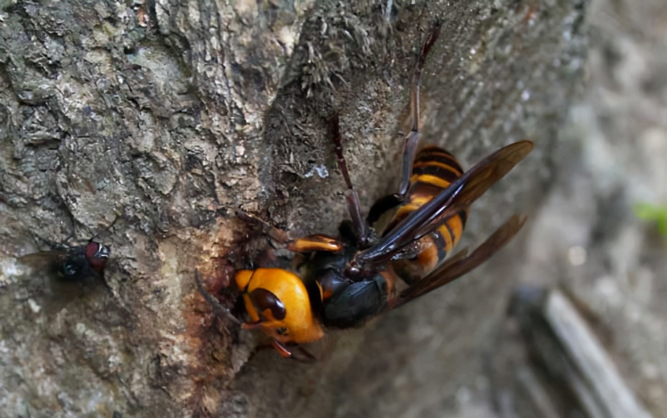 今年被马蜂蜇死多少人,多人被马蜂蜇伤目前已送医治疗