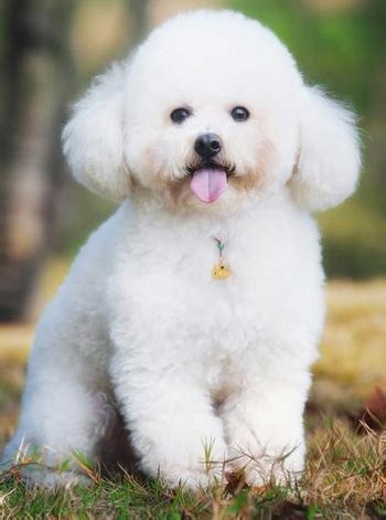 丢狗找狗的故事,丢两条小狗的故事