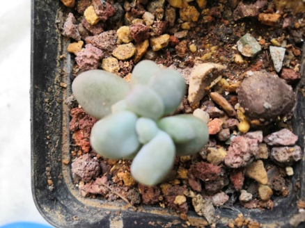 从鼻屎苗到老桩,时光里的蜕变