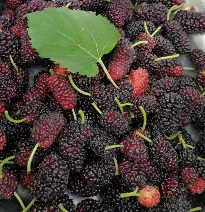 盐水泡了杨梅泡了半个小时没有虫,用什么泡杨梅能出来小白虫