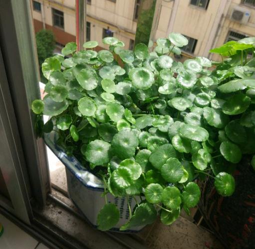 网上买的水培栀子花可以用土养吗,有哪些可以水培的花