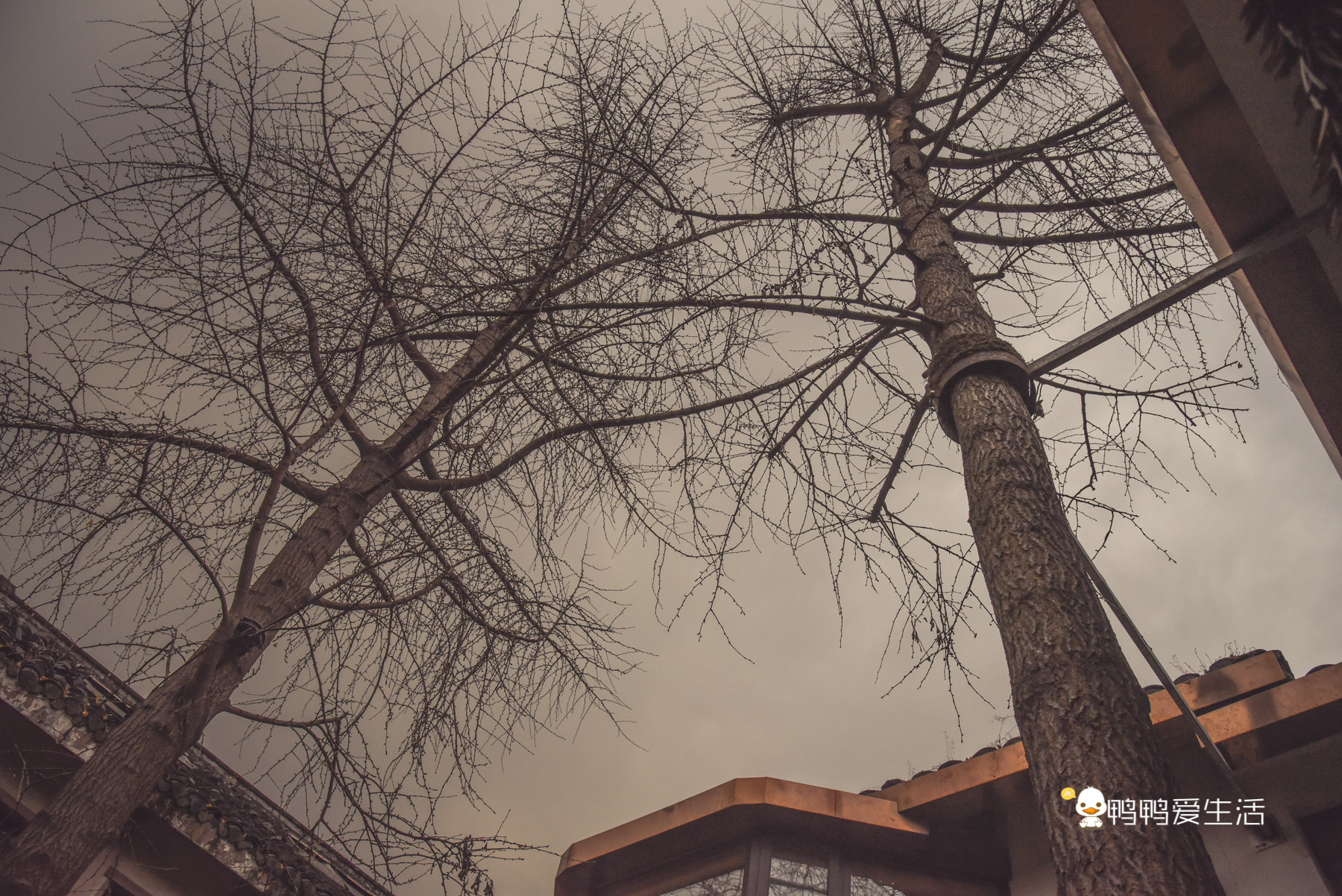 成都旅游必去景点推荐宽窄巷子,成都锦里和宽窄巷子哪个值得去