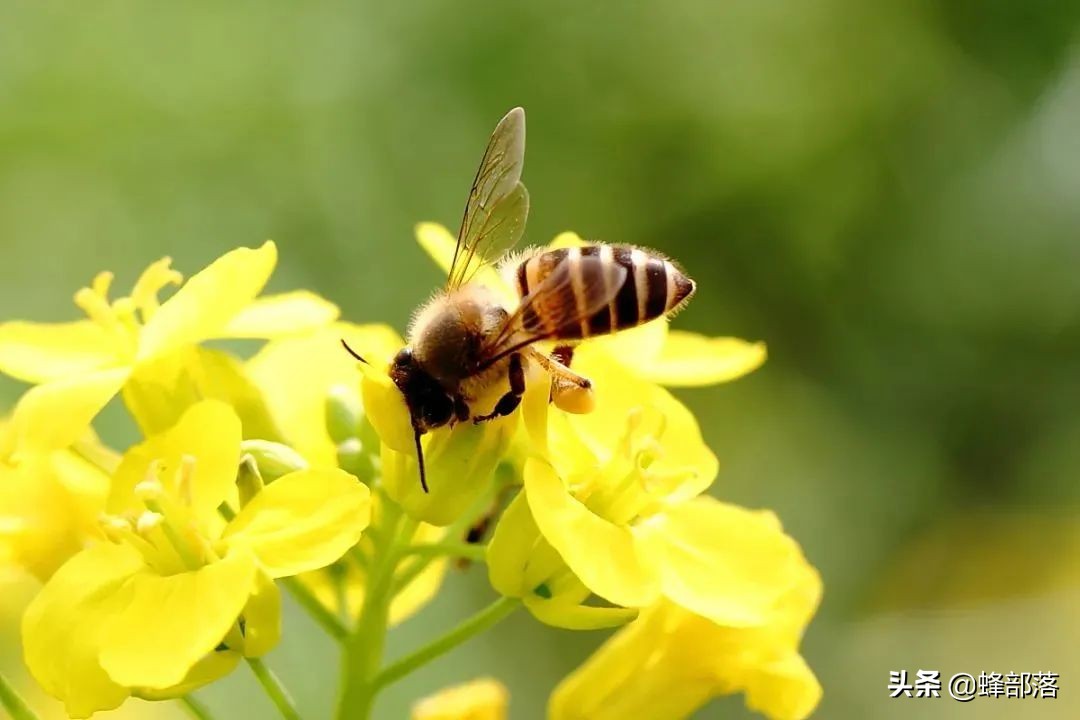 在农村养这9大资源昆虫,许多农民盖新房开豪车,魅力何在?