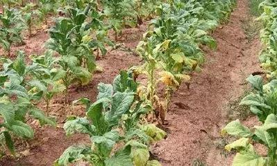 怕作物发生药害，用药前来查阅一下，避免药害的发生！（收藏版）