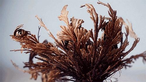 赵露思推荐补水保湿,赵露思推荐水感保湿焕颜面霜