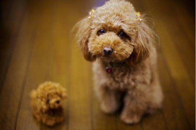狗仗人势的真实原因,泰迪犬的这7种表现