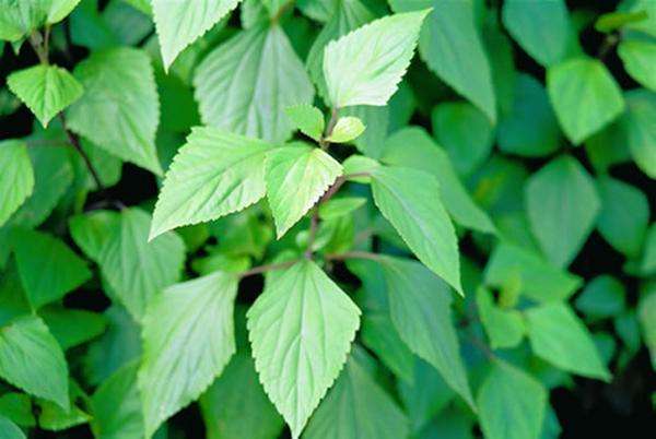 河南外来入侵野草 (入侵的野草)