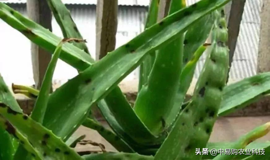芦荟病害防治方法大全图解,芦荟有哪些虫害