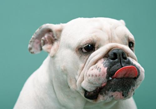 农村养狗一个好还是两个好,农村养狗和养鸡