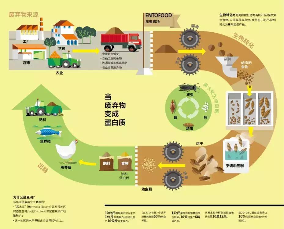 处理厨余垃圾的虫子,可以清理厨余垃圾的虫子