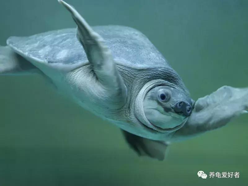 怎么判断龟是水肿还是胖,如何区分龟浮肿和胖