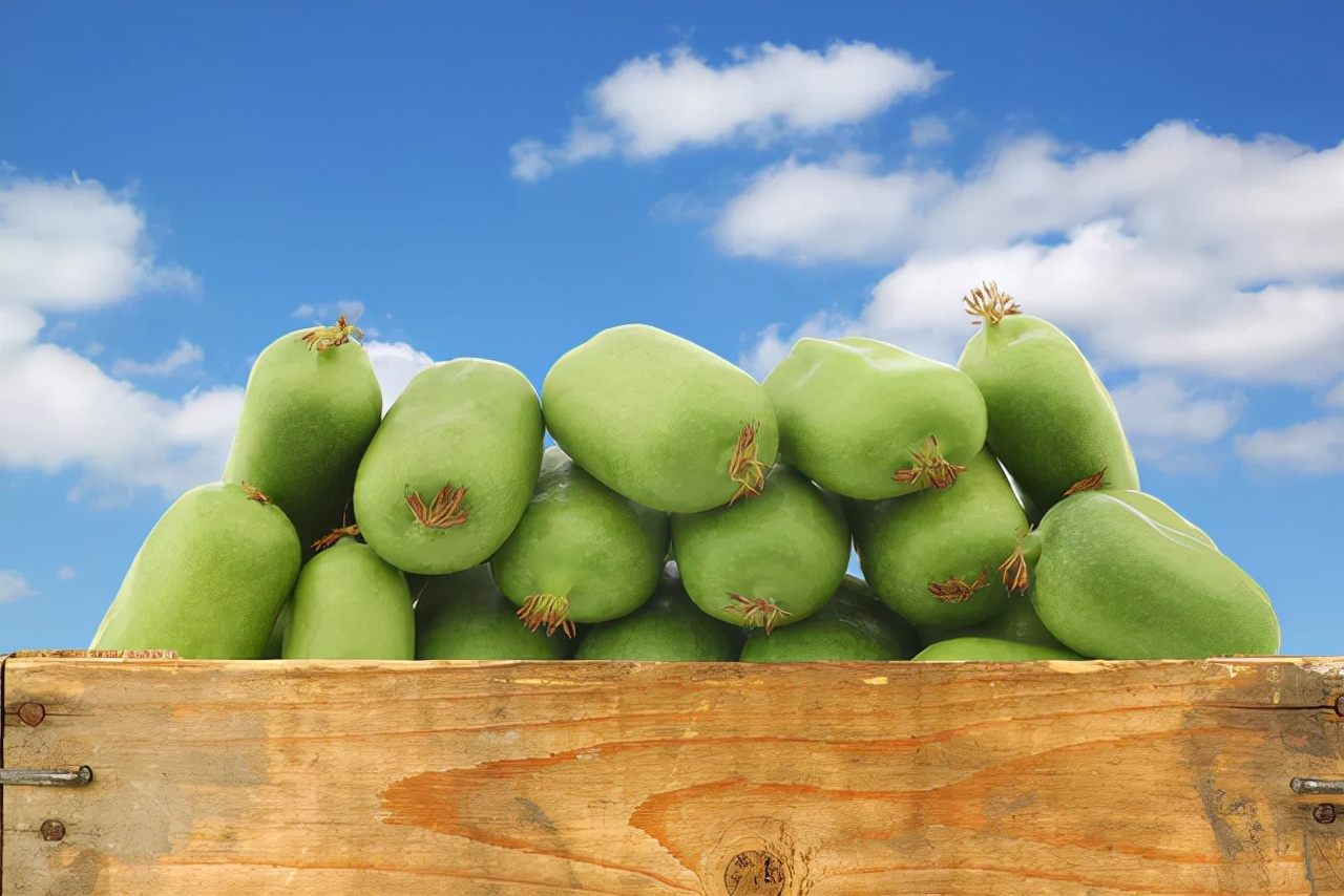 新品种速生软枣猕猴桃,果树软枣猕猴桃