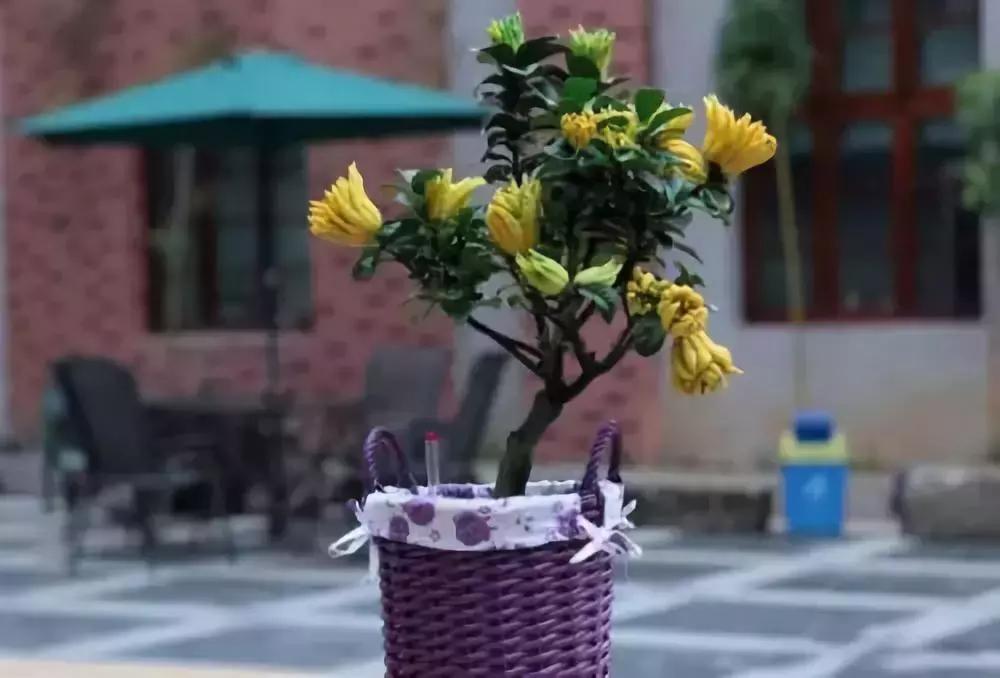 果树只开花不挂果是树苗问题吗,果树只出芽不开花