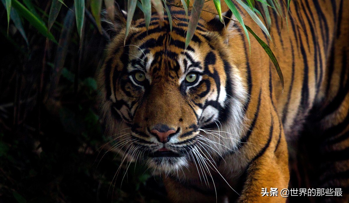 十种能对抗老虎的猛犬,几只猛犬能打败一只老虎