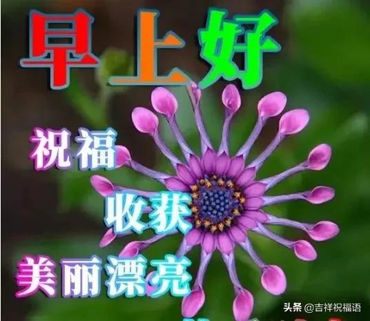 你若盛开蝴蝶自来正能量的句子,你若盛开蝴蝶自来老天自有安排