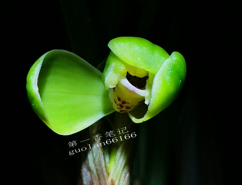 艺兰频道兰花价格,兰花养护掌握6点