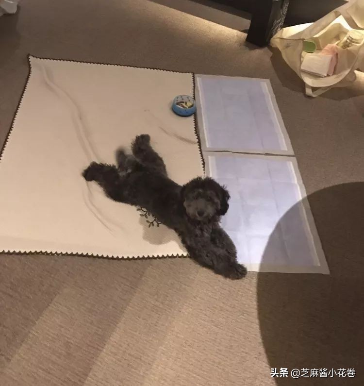 凡尔赛文学其实无处不在,凡尔赛文化盛行