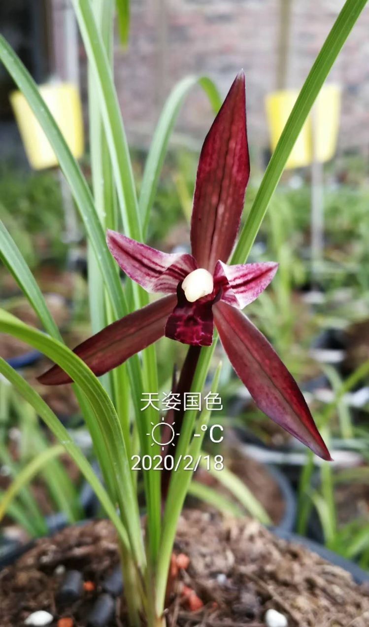 四川与贵州交界之地下山的一颗春兰红素三星，后来成为传世极品