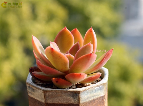 容易爆盆的玫瑰多肉,容易过冬过夏的多肉