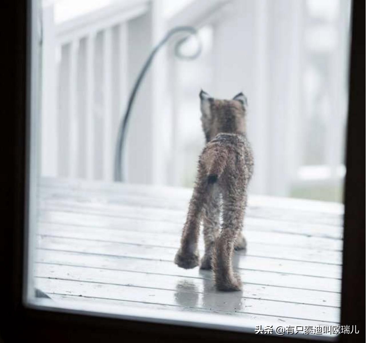 外面传来咚咚声把他吵醒，起床查看：家门口被它们占领了！