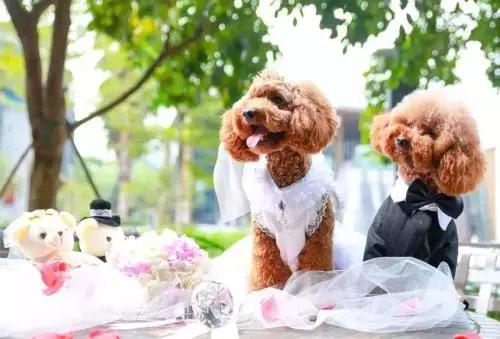 开宠物店一年能赚多少钱,开宠物店一个月能赚多少