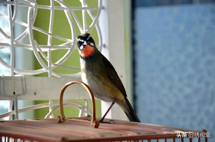 靛颏多久服笼,靛颏不服笼怎么办