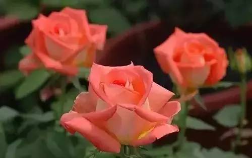 全国56个城市的市花,全国56个城市市花一览