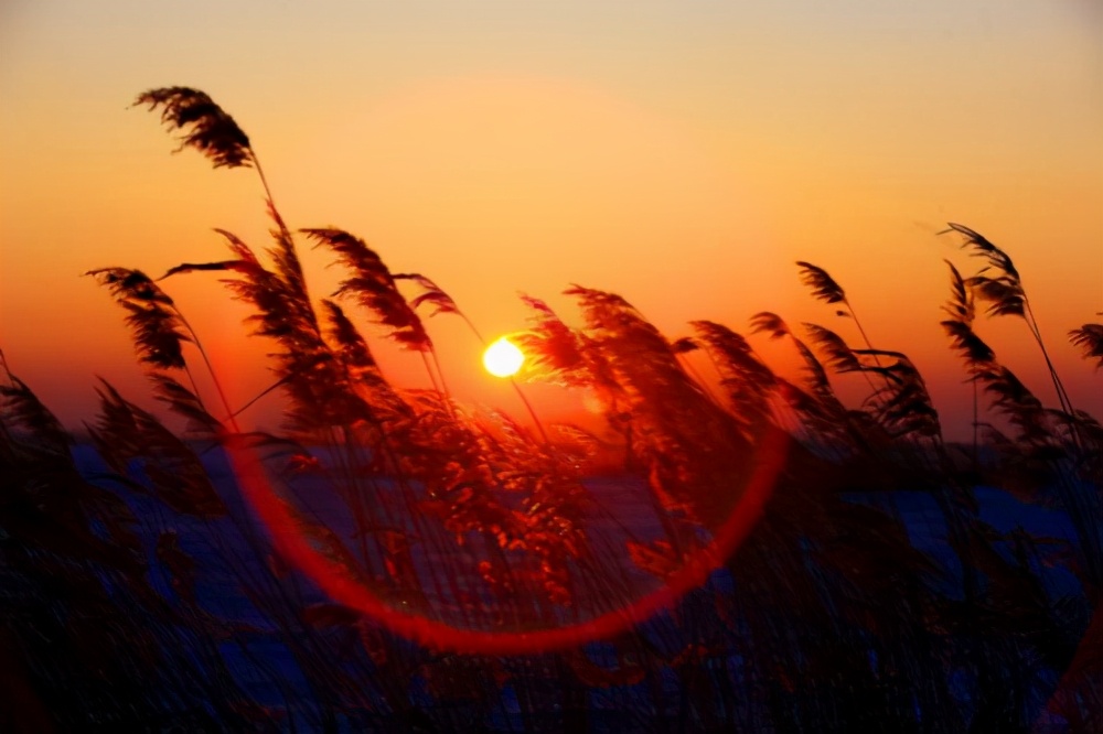 天若有情天亦老什么意思啊,天若有情天亦老表达的是什么意思