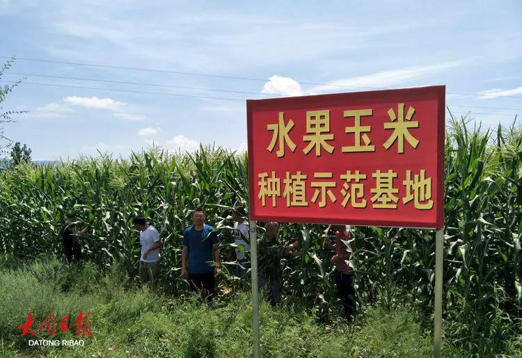 小康圆梦|电商配玉米，迎来“新”滋味