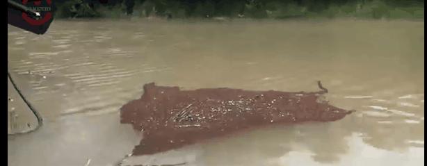 蚂蚁偷袭蜂巢,蚂蚁搭建活桥入侵蜂巢