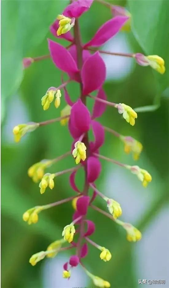 十种稀有长寿花,80个长寿花品种全都美极了