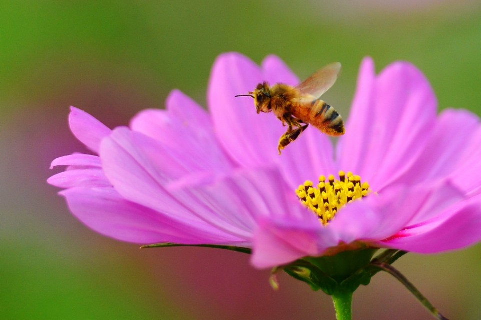 蜜蜂的美丽高清图片大全,蜜蜂高清照