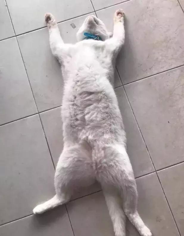 香港这家便利店的店长，靠着腮帮子走红了