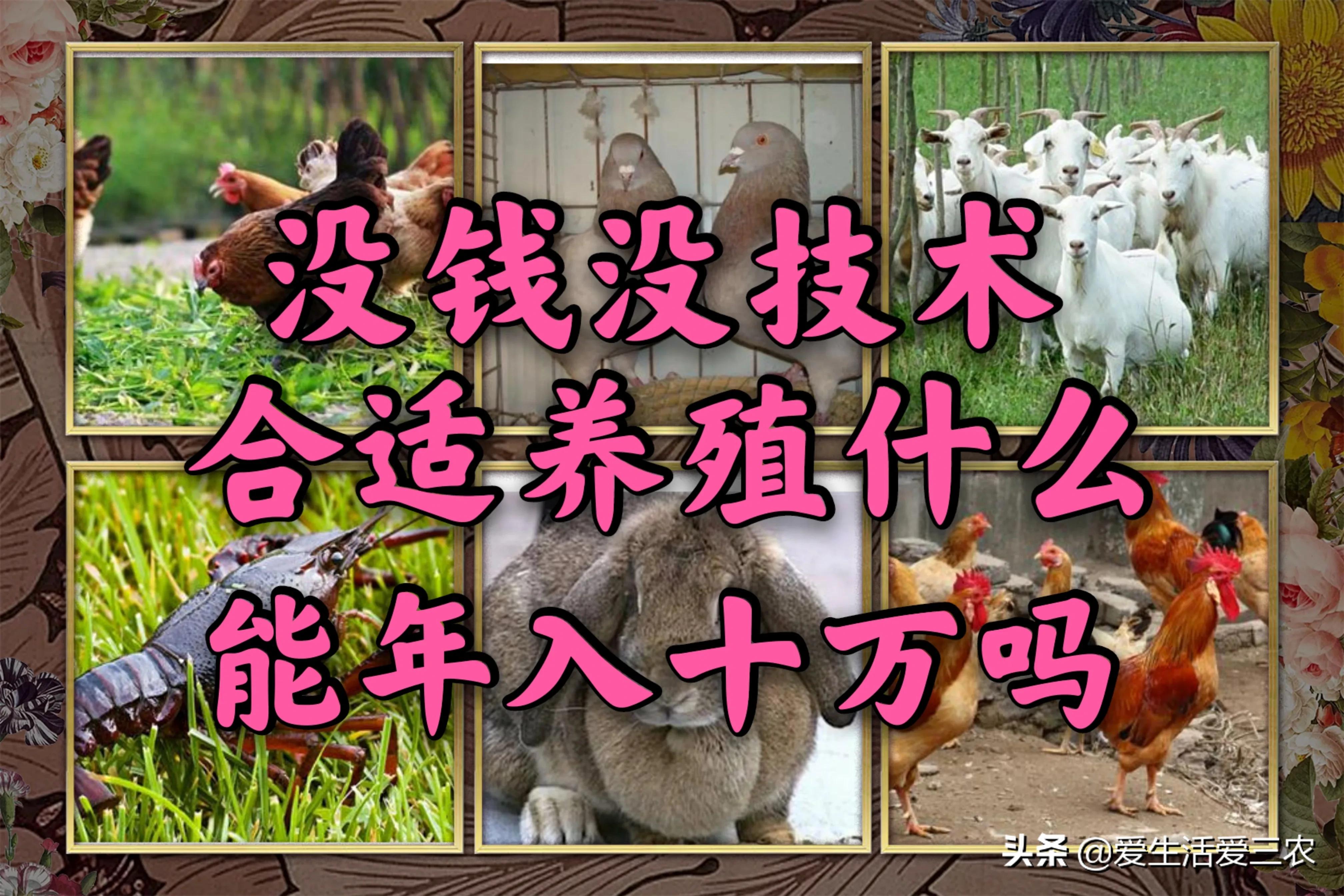 农村没技术适合干什么,没本钱没技术在农村怎么创业项目