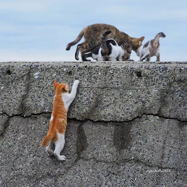 镜头下的猫视频,盘点那些可怜的流浪猫