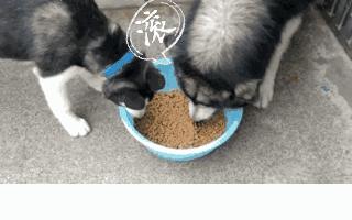 搞笑动图gif微信可爱表情包,搞笑动图gif图片微信