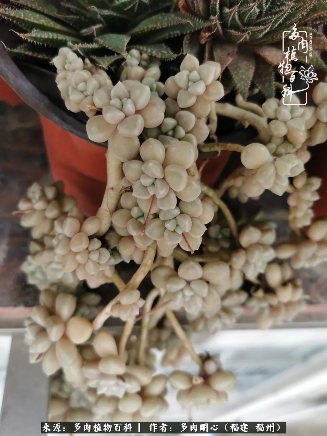 唯美雅致意境飘逸的多肉,蝶舞悠然多肉视频