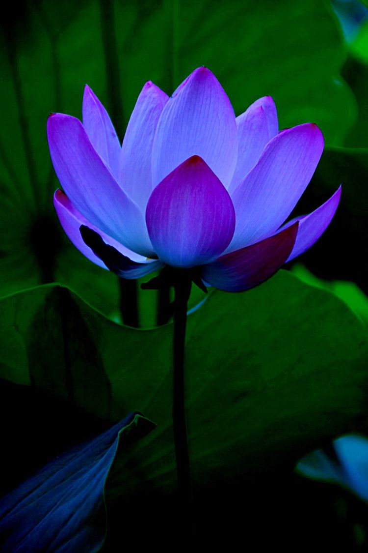 洛阳中国国花园荷花,洛阳国花园的荷花