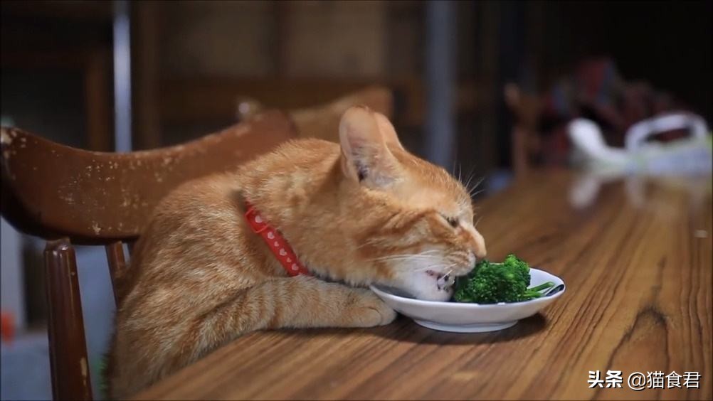 猫咪叛逆难教养,猫咪叛逆凶人如何教育