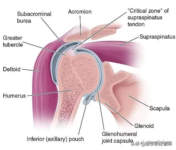 肩关节滑膜解剖,肩关节周围肌肉解剖