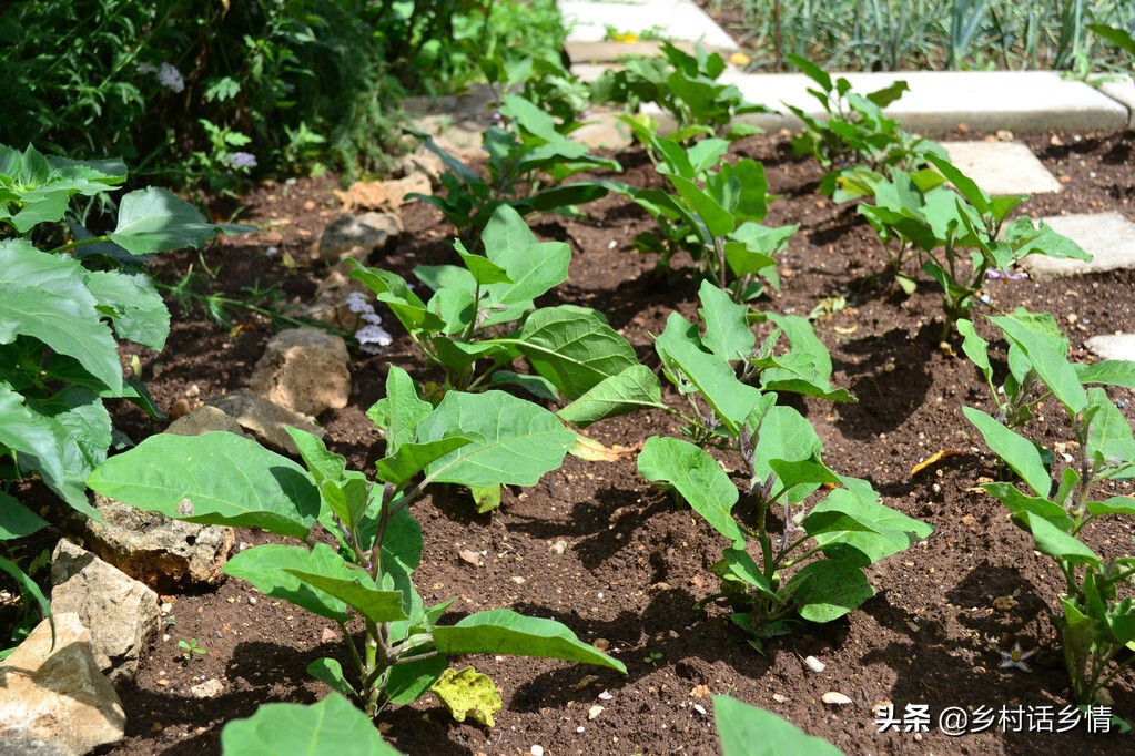 蔬菜定植后缓苗慢原因及解决方法,移栽西红柿缓苗后黄叶要不要摘掉