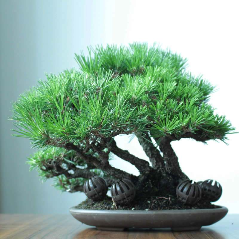 怎样提高裸根黑松存活 (黑松下山桩采挖时需修剪吗)