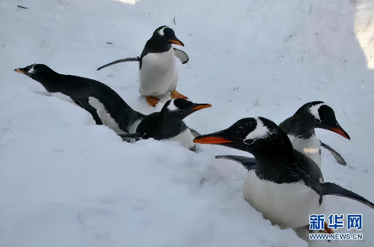 鱼能在南极生存吗,为什么在南极的鱼不怕冷