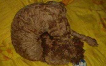 泰迪没有安全感怎么睡觉,泰迪为什么总是躲在床下