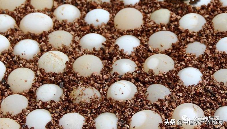 甲鱼养殖致富历程,养殖温室甲鱼赚钱