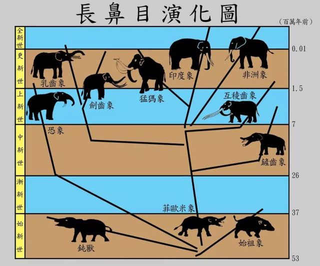 象牙进化历史,象牙是如何进化的